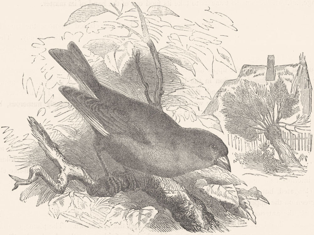 BIRDS. Passerine. Sparrow. Green Grosbeak c1870 old antique print picture